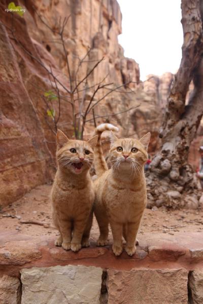 Petra