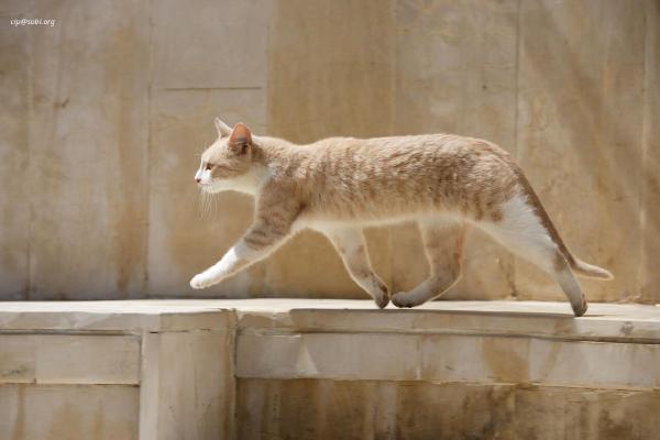 Beirut