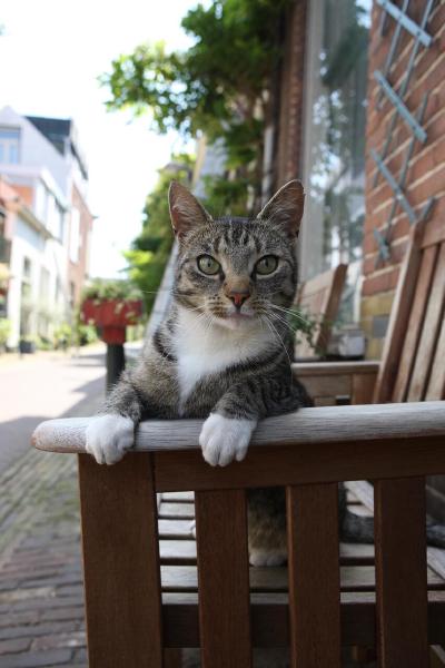 Haarlem