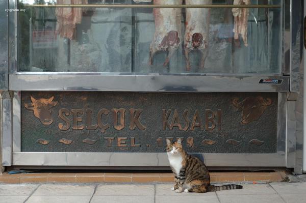 Selcuk